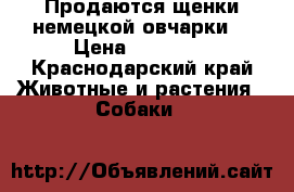 Продаются щенки немецкой овчарки. › Цена ­ 15 000 - Краснодарский край Животные и растения » Собаки   